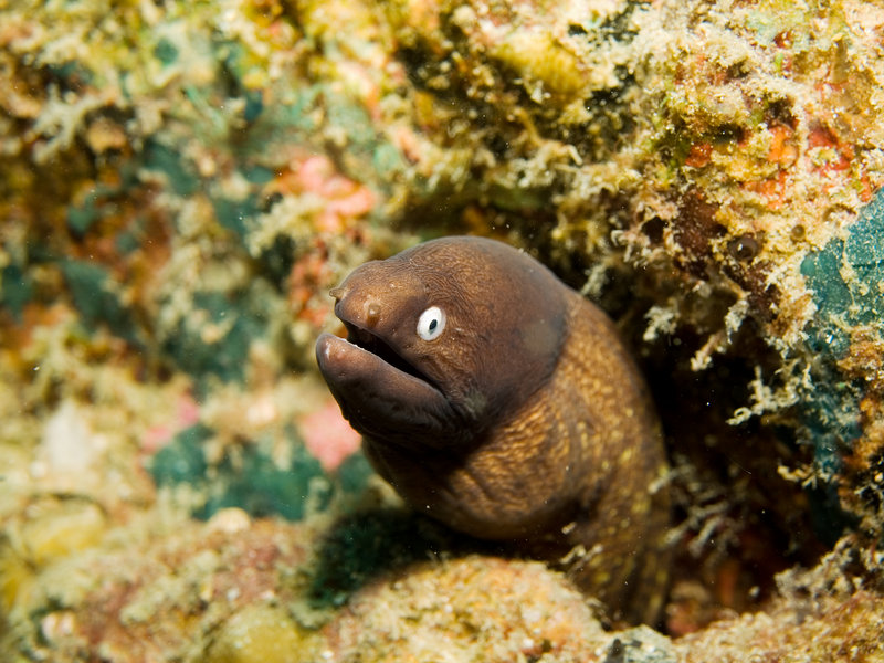 White Eyed Moray Eel